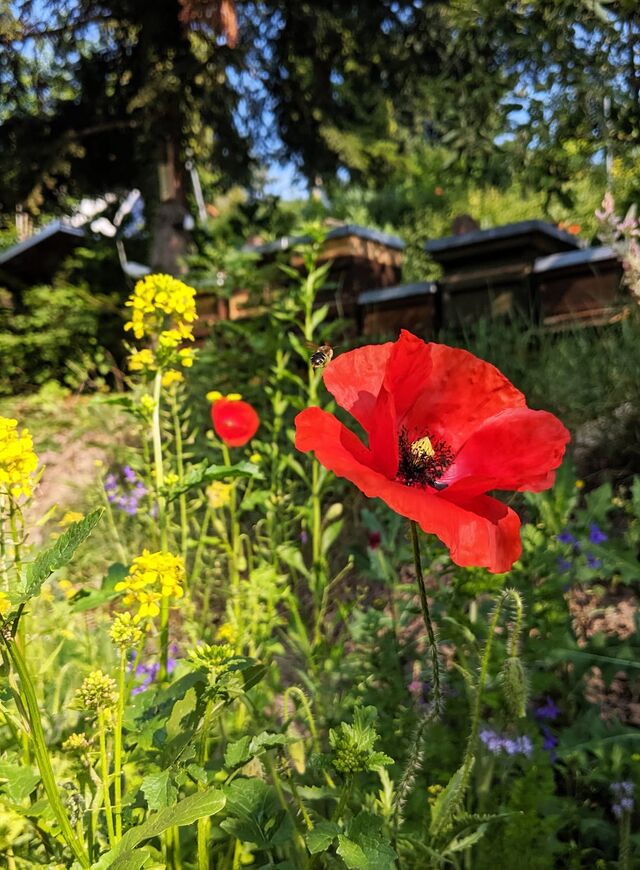 Rote Mohnblume in einem blühenden Garten