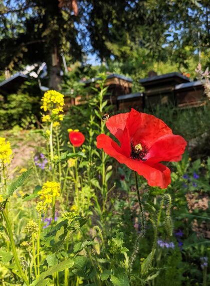 Rote Mohnblume in einem blühenden Garten